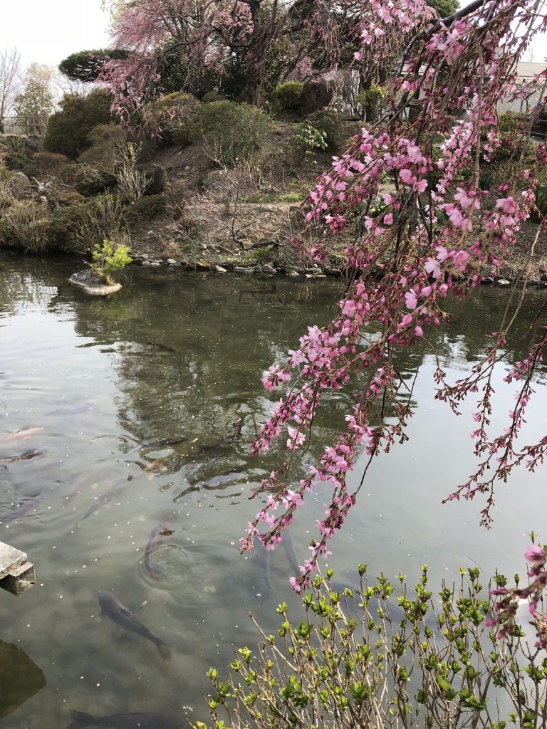 桜の開花状況(^_^)